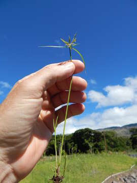 Image of nutgrass