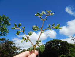 Image of desert horsepurslane