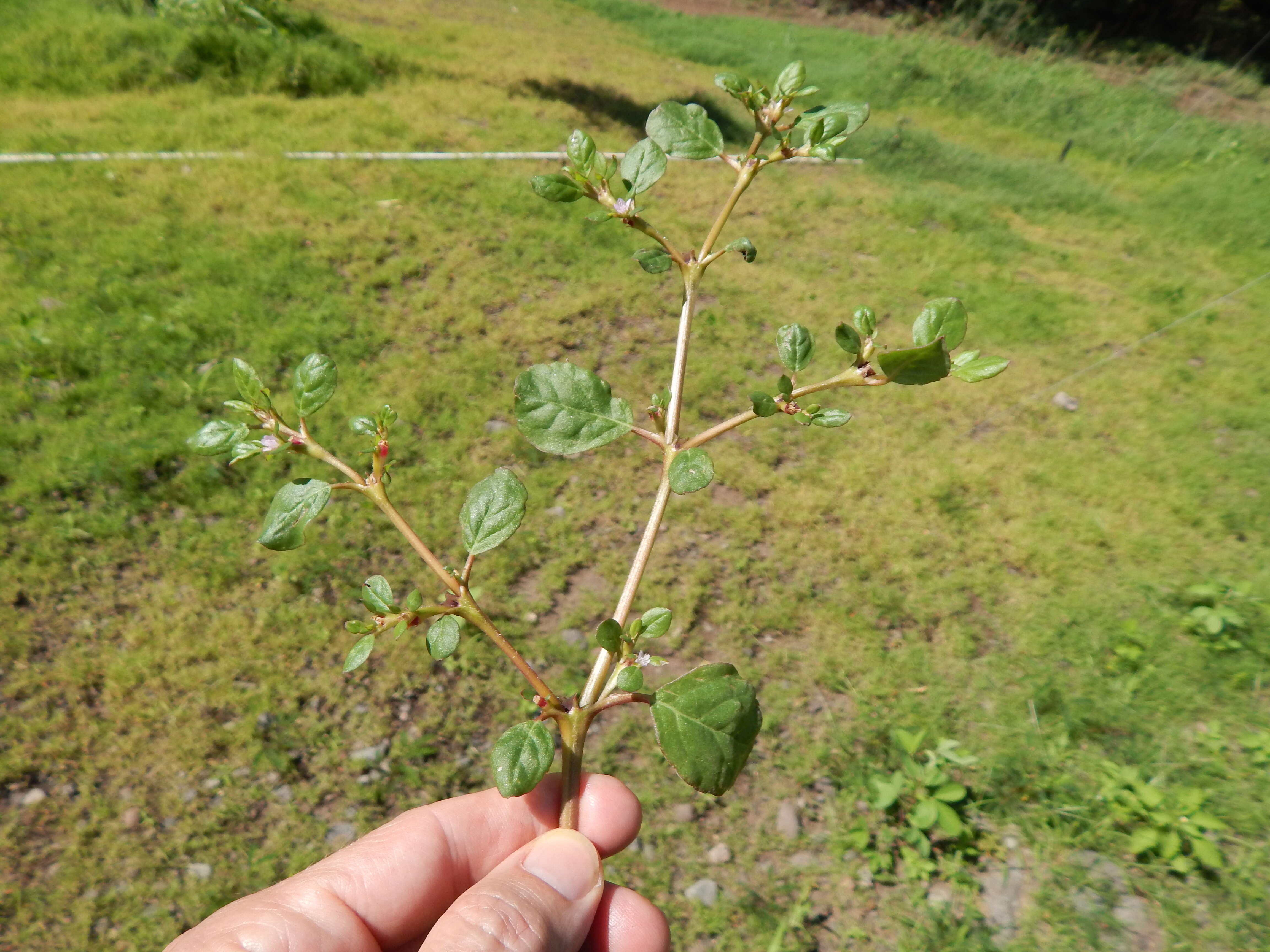 Image of desert horsepurslane