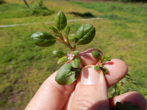 Image of desert horsepurslane