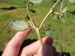 Image of desert horsepurslane