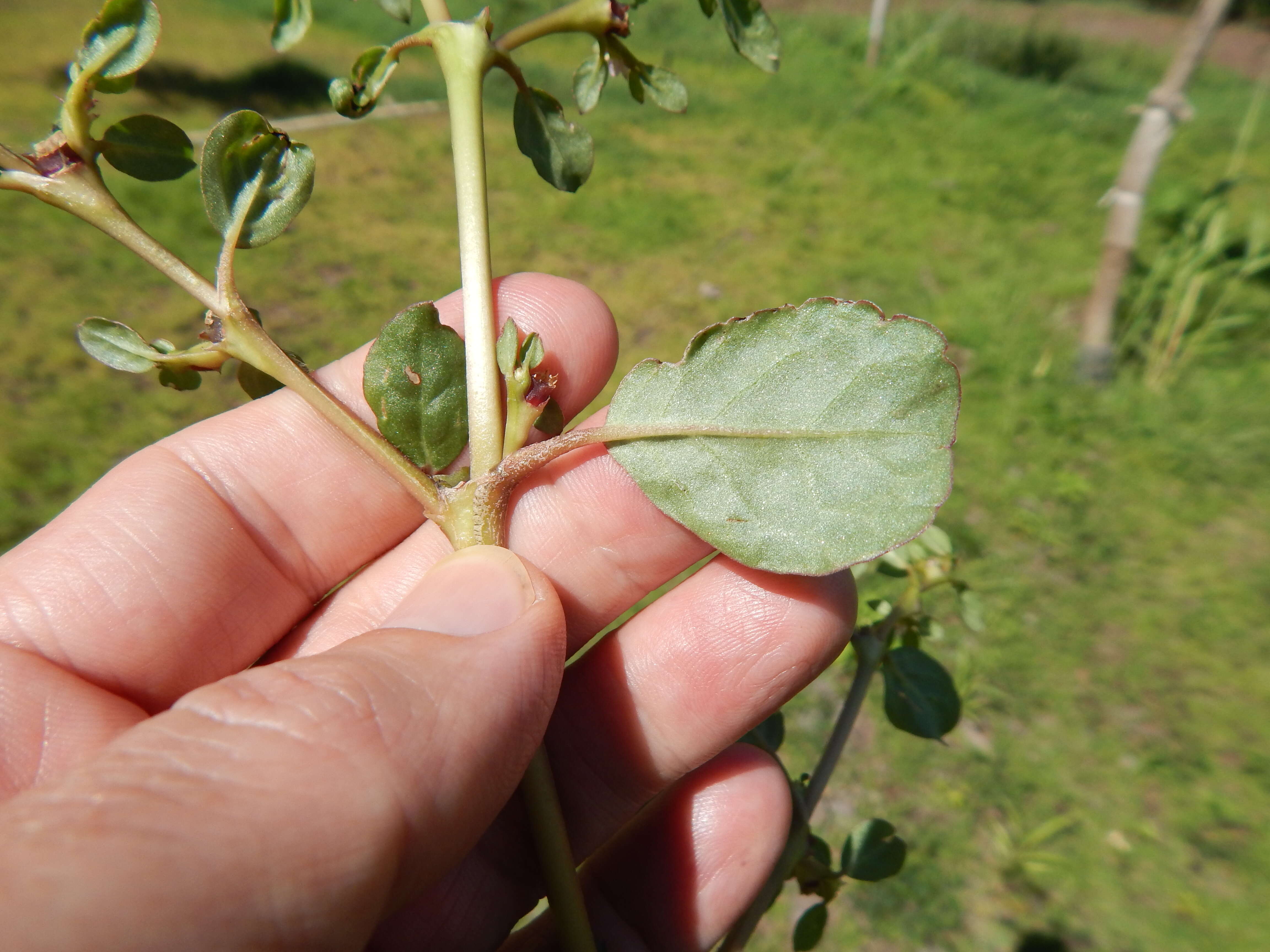 Image of desert horsepurslane