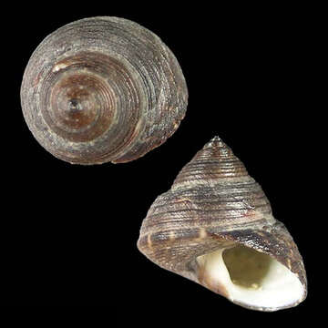 Image of Gibbula houarti Poppe, Tagaro & Dekker 2006