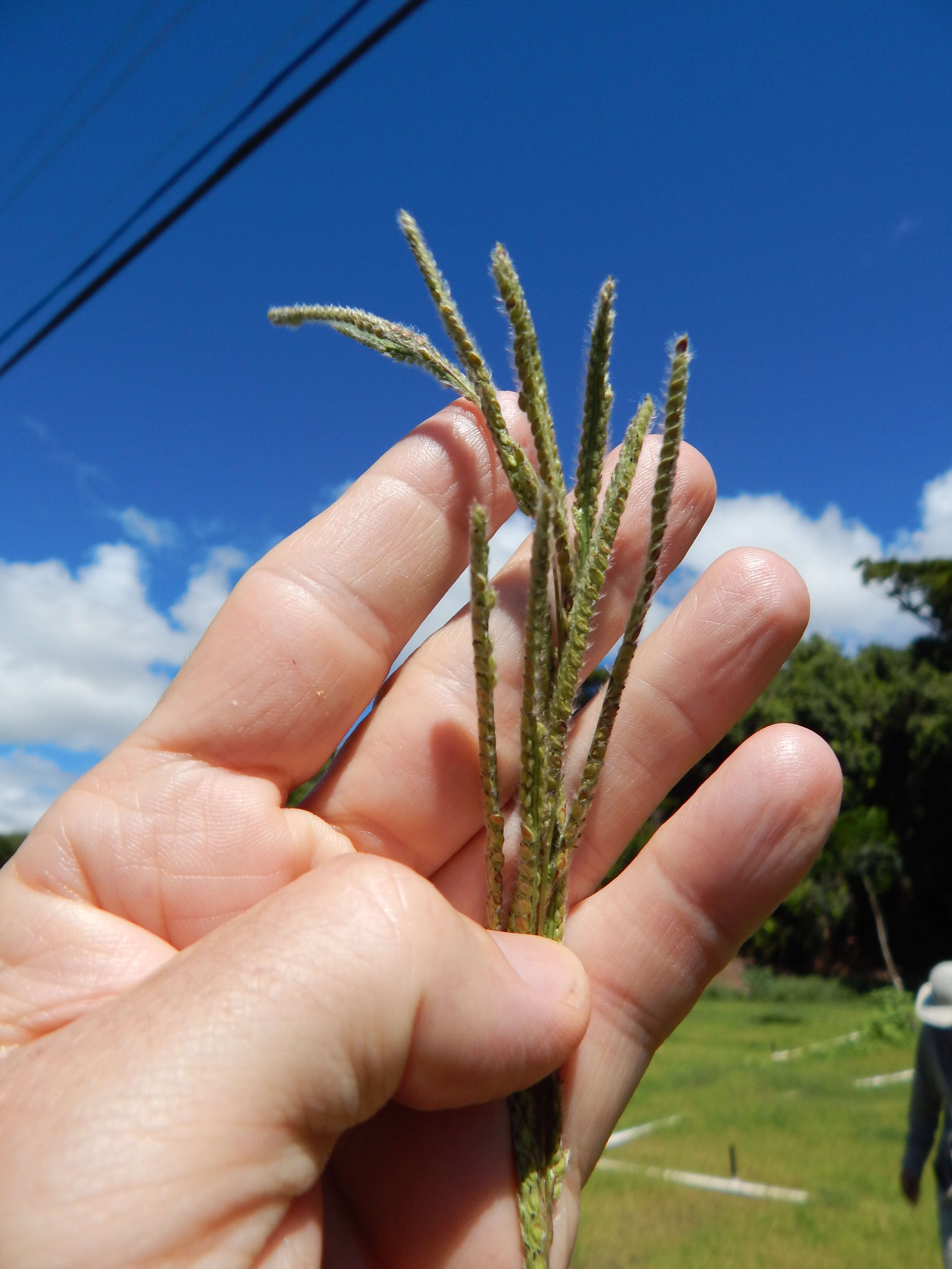 Слика од Paspalum dilatatum Poir.