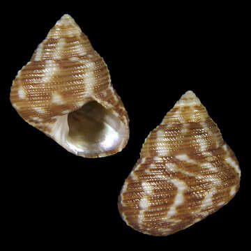 Image of Gibbula eikoae Poppe, Tagaro & Dekker 2006