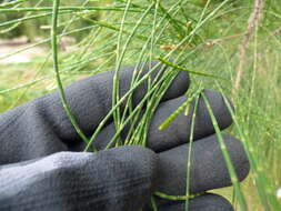 Image of gray sheoak