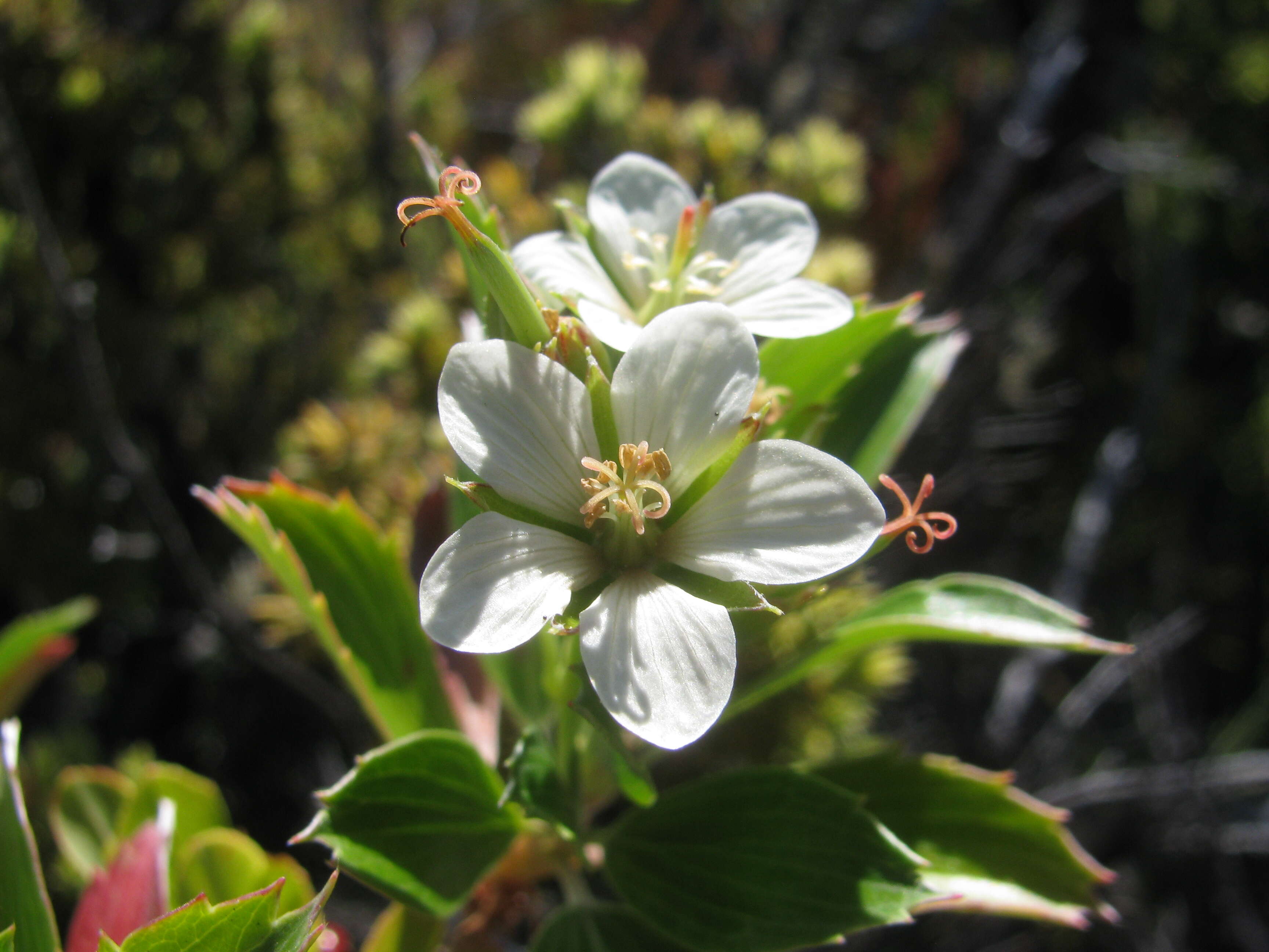 Image of manyflower geranium