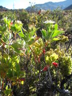 Image of manyflower geranium