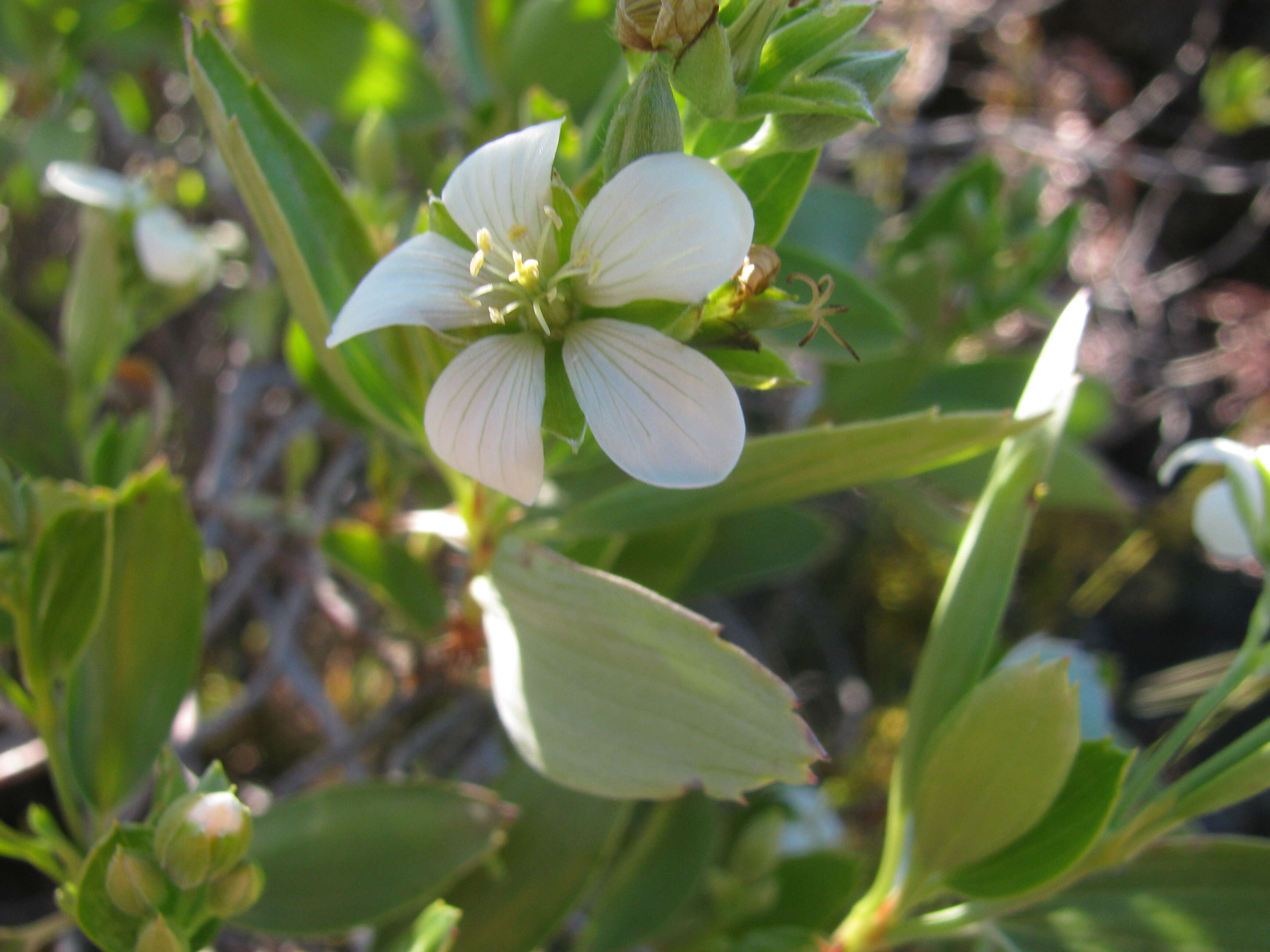 Image of manyflower geranium