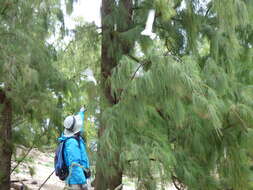 Image of gray sheoak