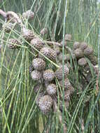 Image of gray sheoak