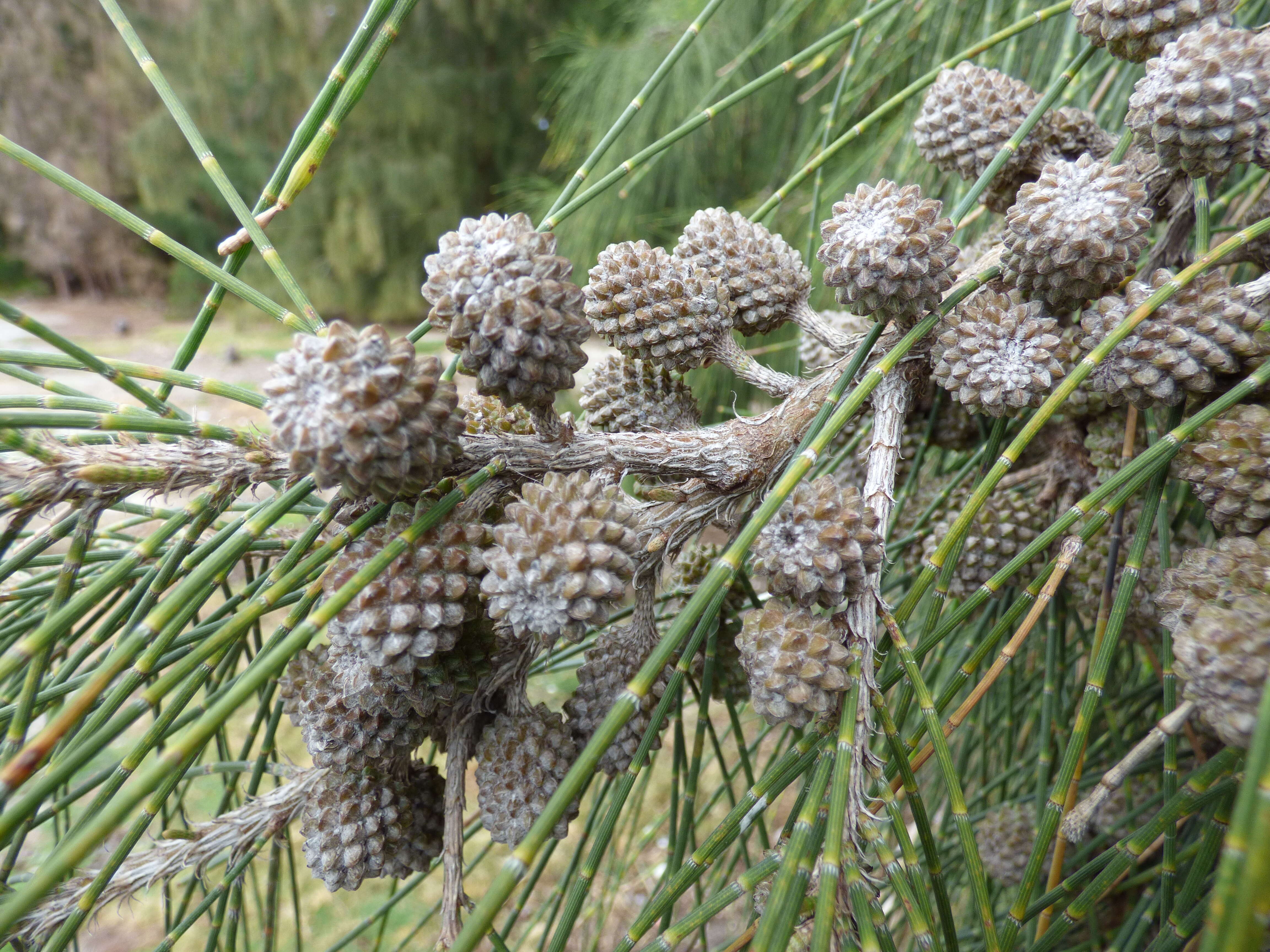 Image of gray sheoak