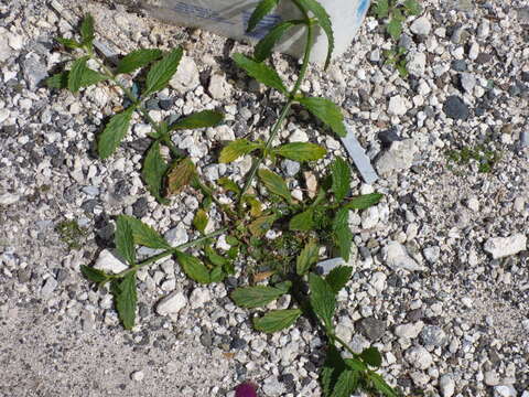 Image of seashore vervain