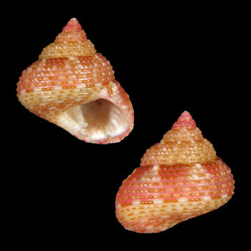 Image of Clanculus boyeti Poppe, Tagaro & Dekker 2006