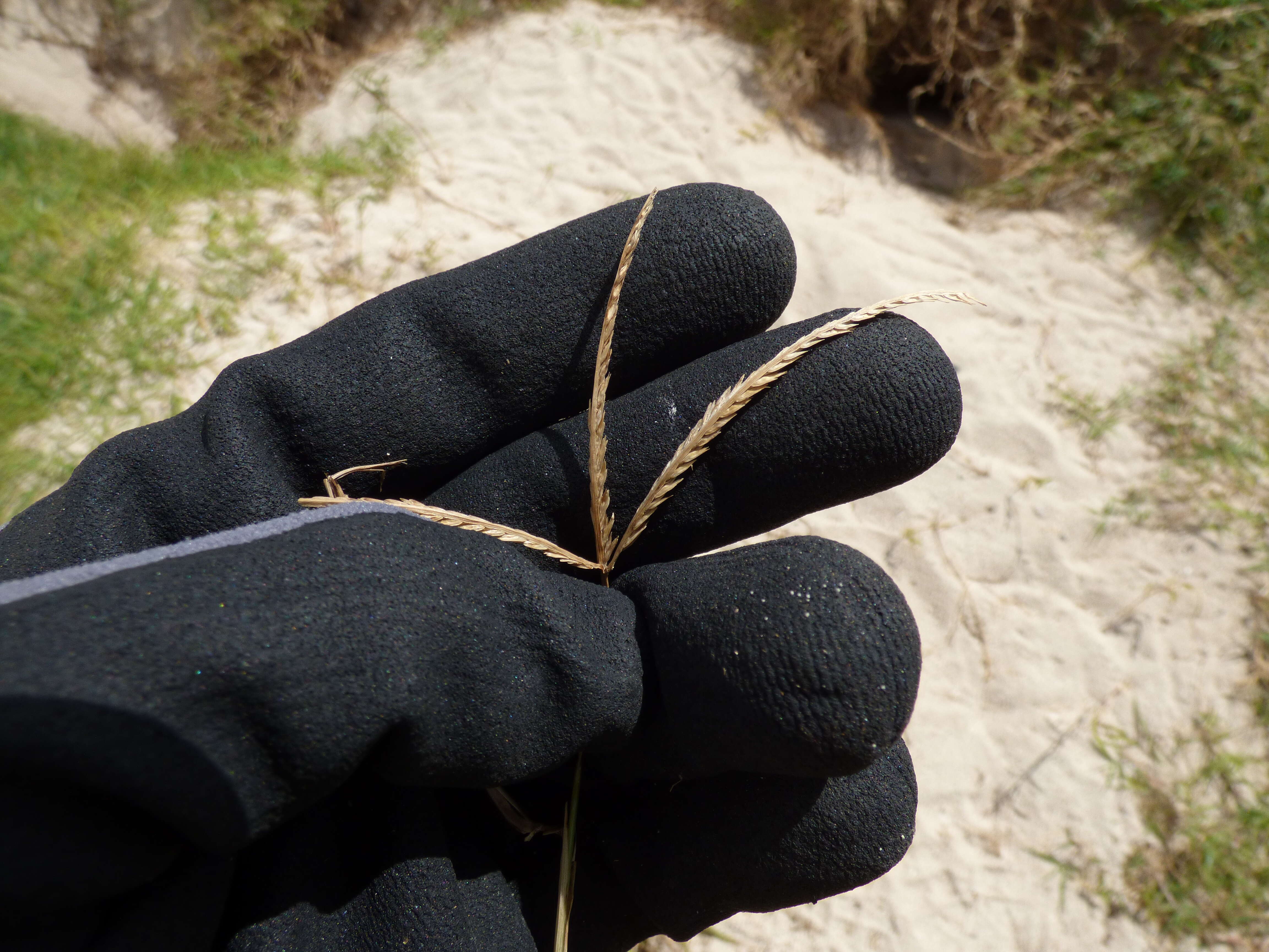 Plancia ëd Eleusine indica (L.) Gaertn.