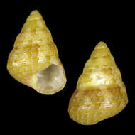 Image of Cantharidus sendersi Poppe, Tagaro & Dekker 2006