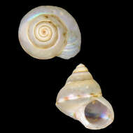 Image of Cantharidus nolfi Poppe, Tagaro & Dekker 2006