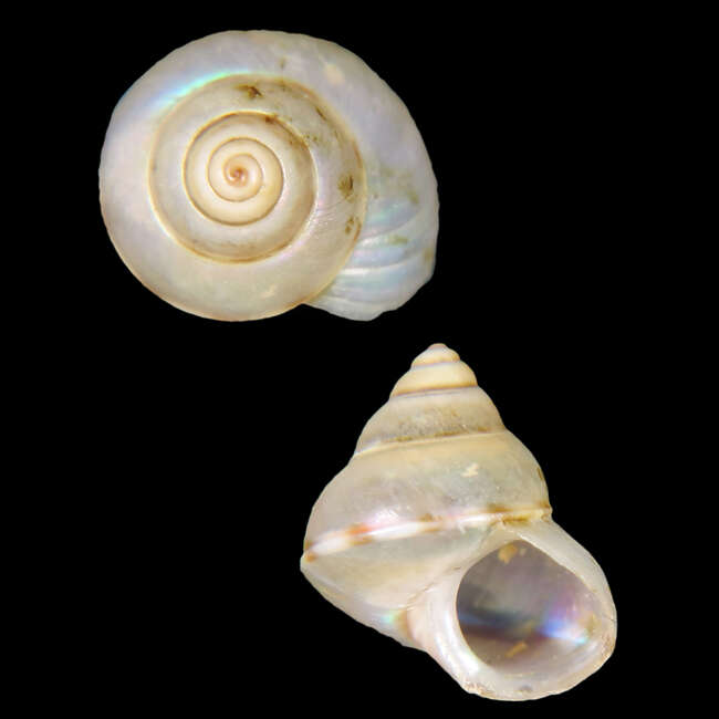 Image of Cantharidus nolfi Poppe, Tagaro & Dekker 2006