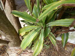 Image of fragrant dracaena