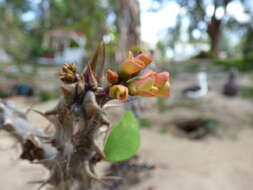 Image of Christ plant