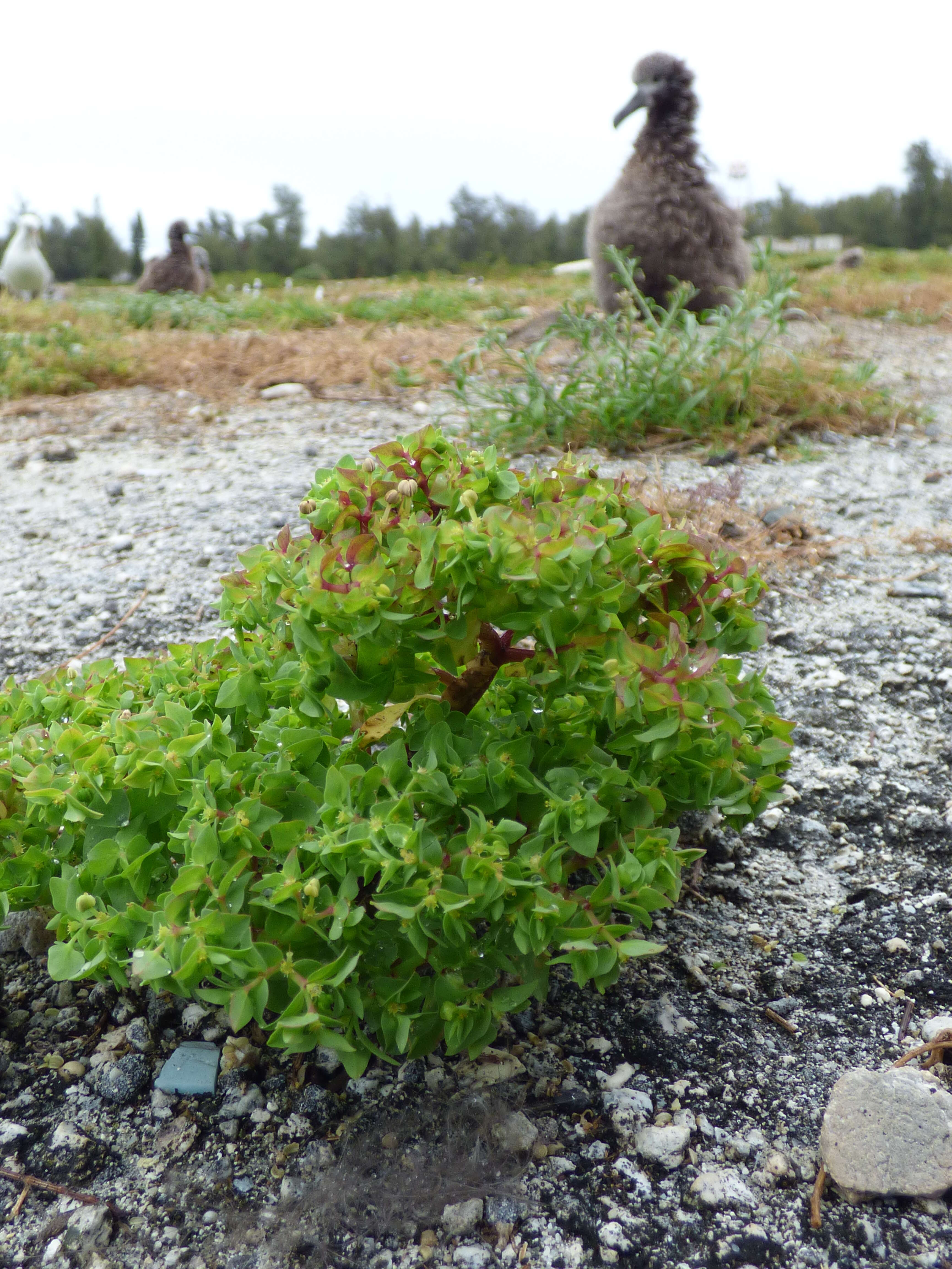 Image of cancer weed