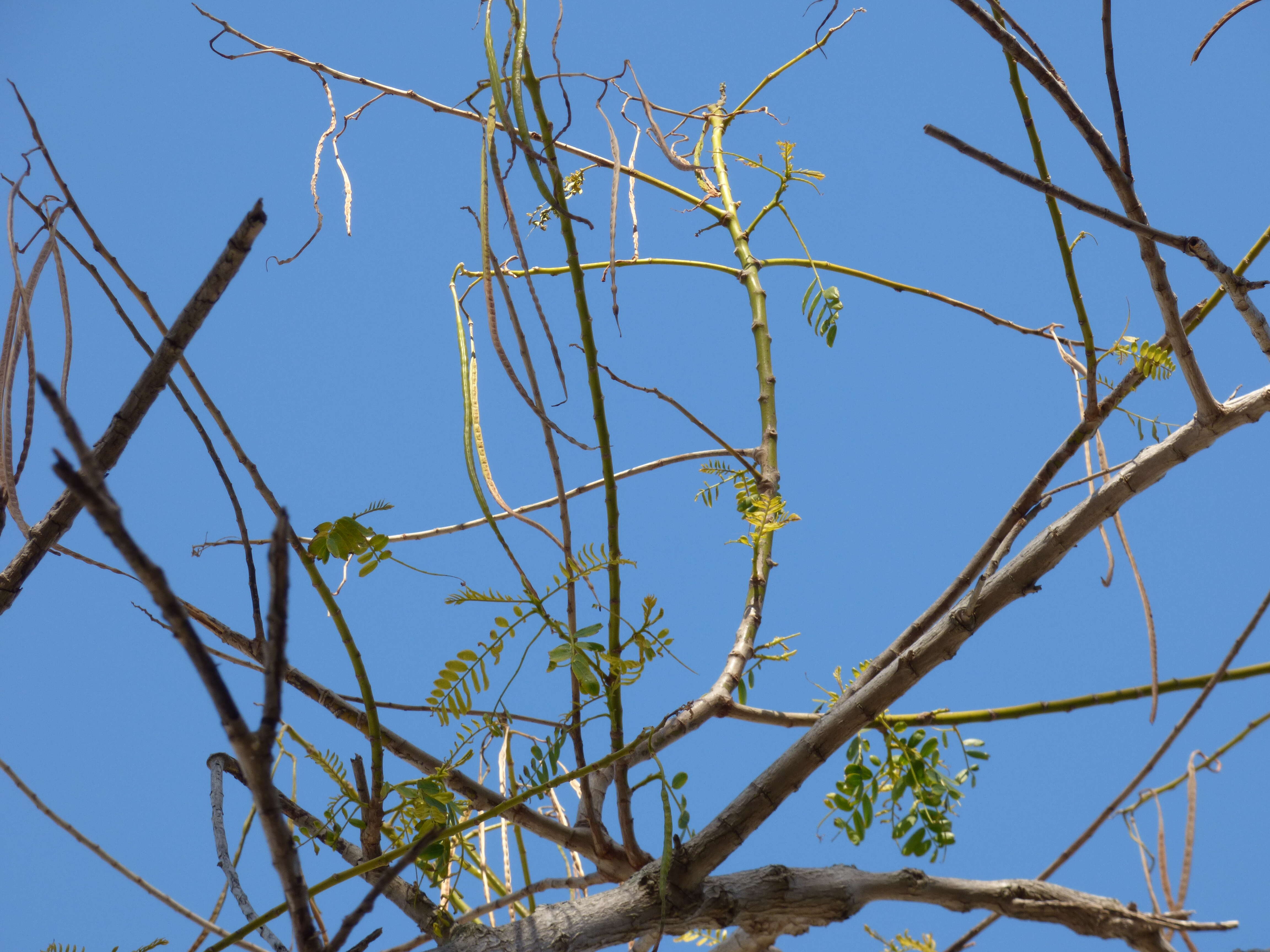 Слика од Sesbania grandiflora (L.) Pers.