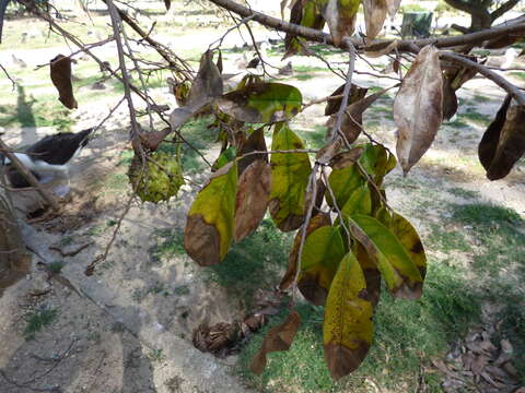 Image of soursop