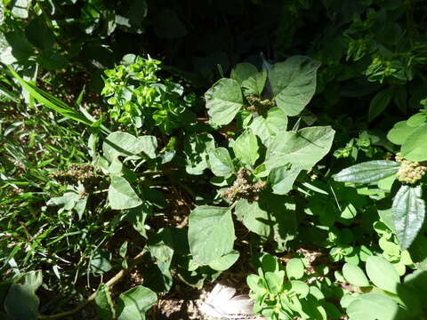 Image of slender amaranth