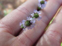 Image of seashore vervain