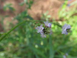 Image of seashore vervain