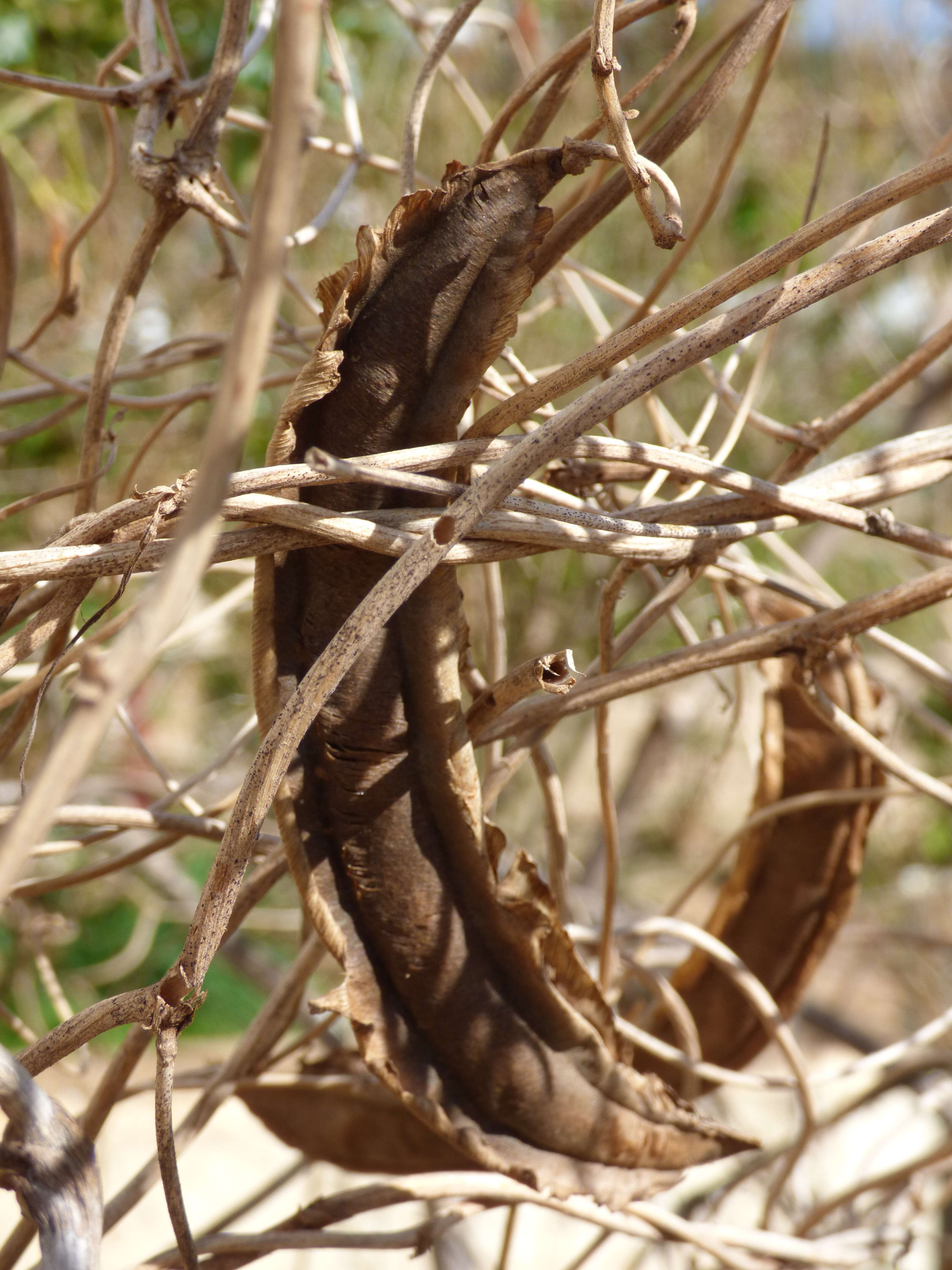 Слика од Psophocarpus tetragonolobus (L.) DC.