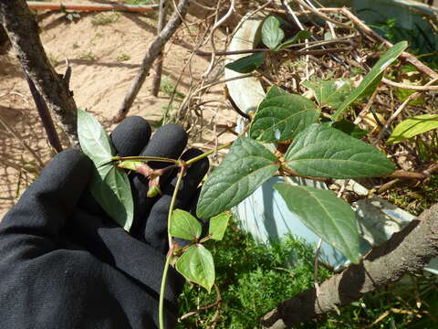 Image of winged bean