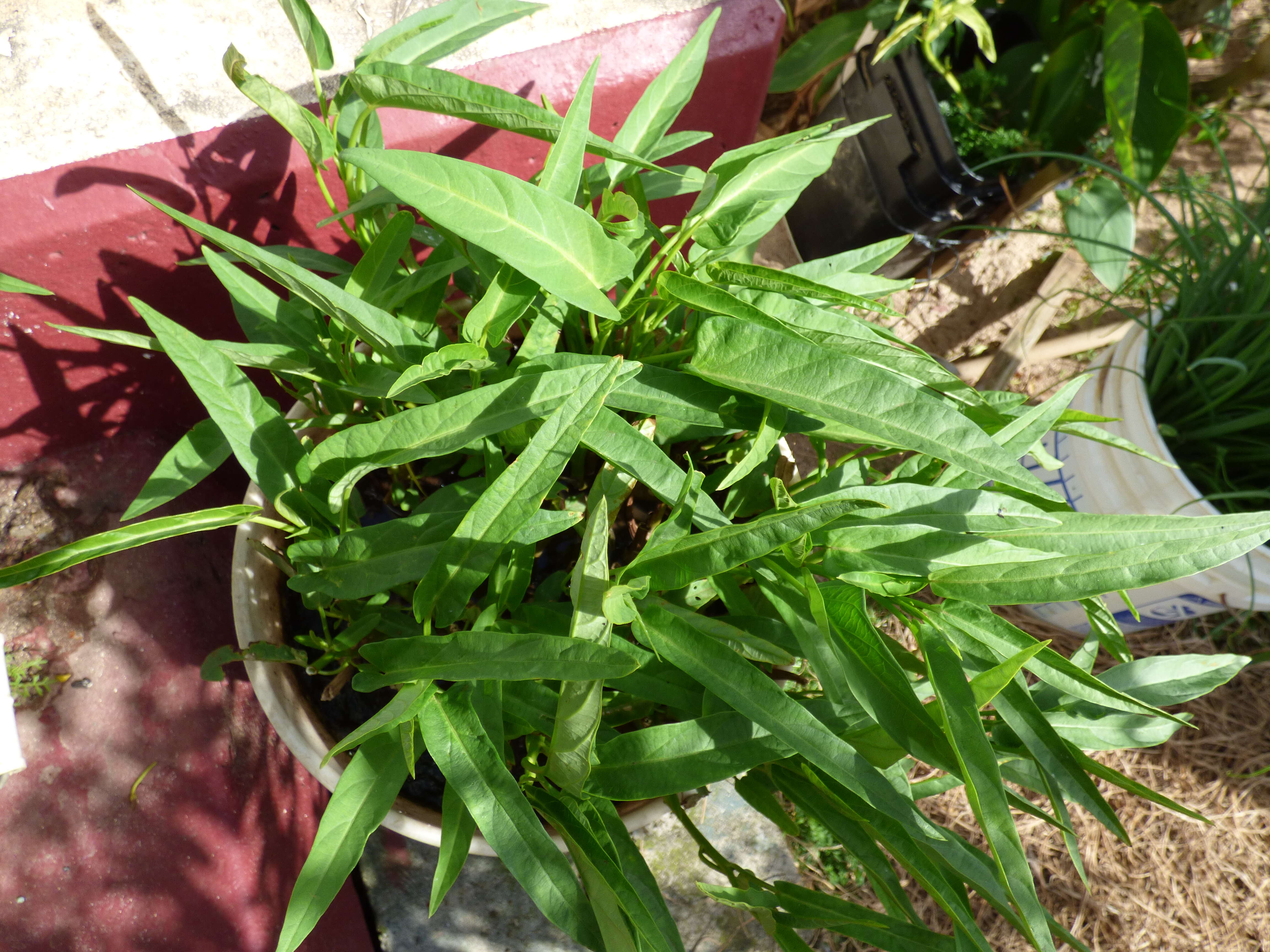 Image of kangkung