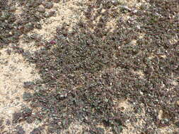 Image of Prostrate Sandmat