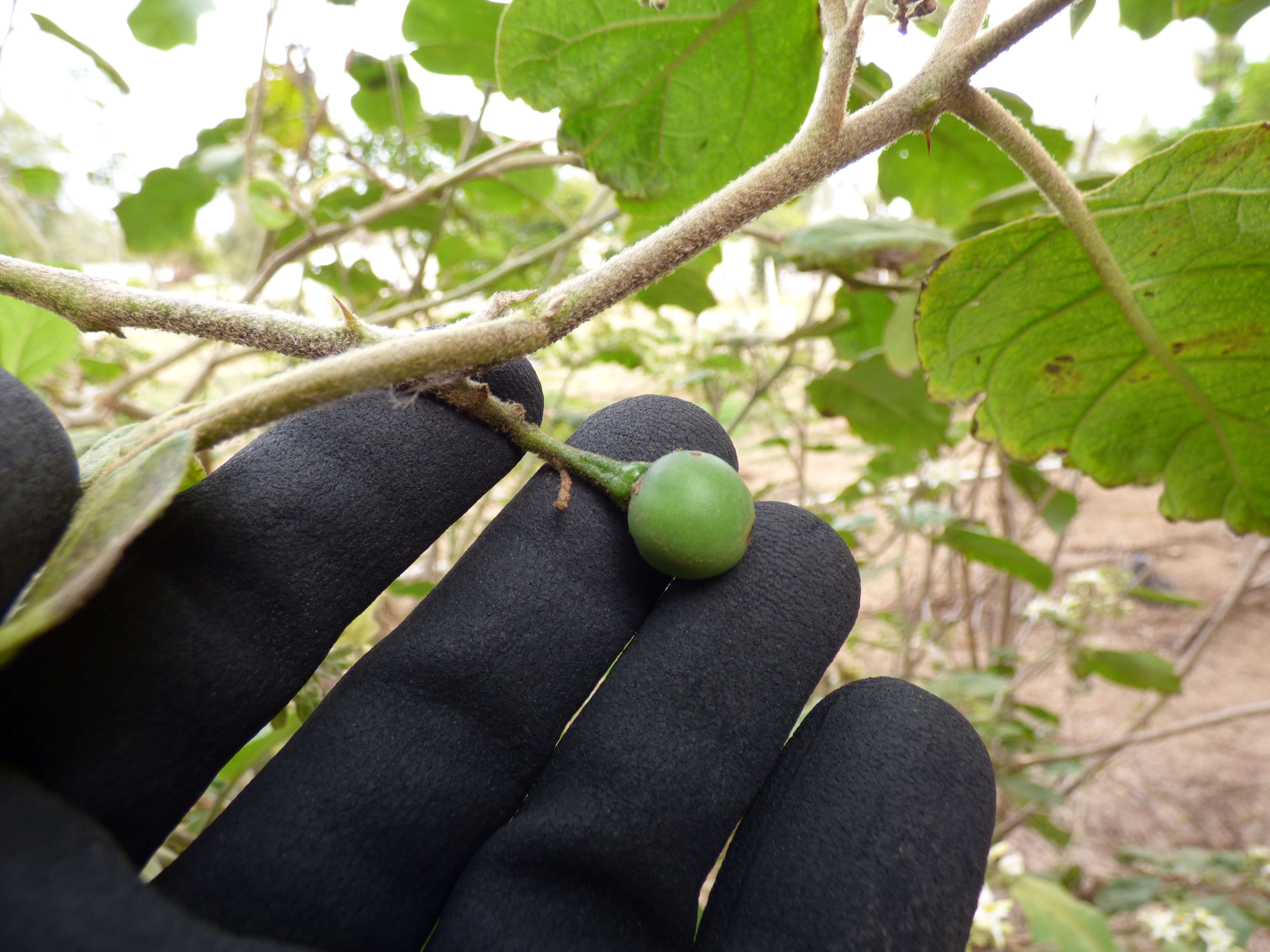 Image of turkey berry