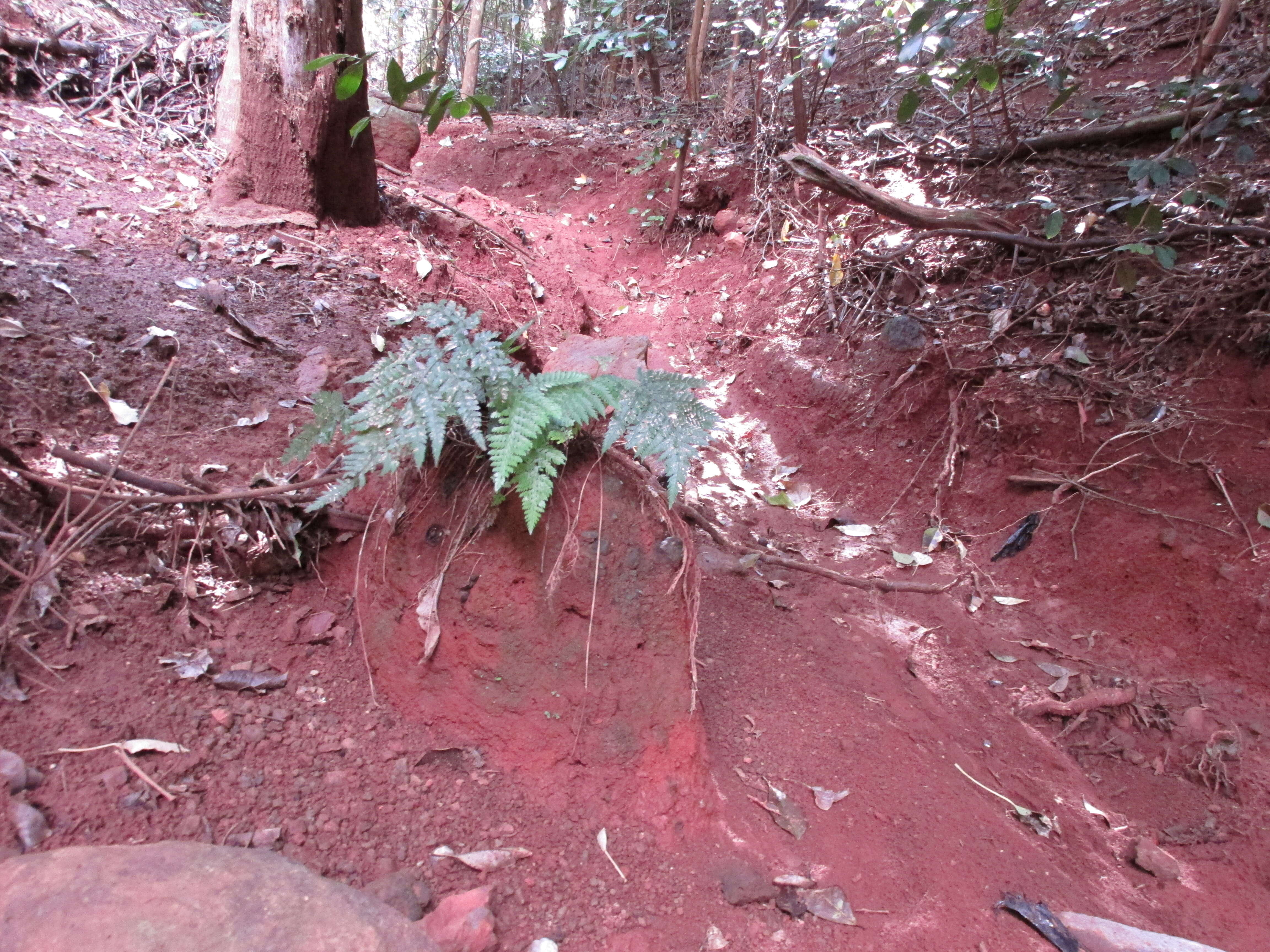 Image of palapalai