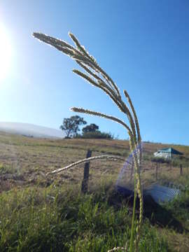 Image of Vasey's grass