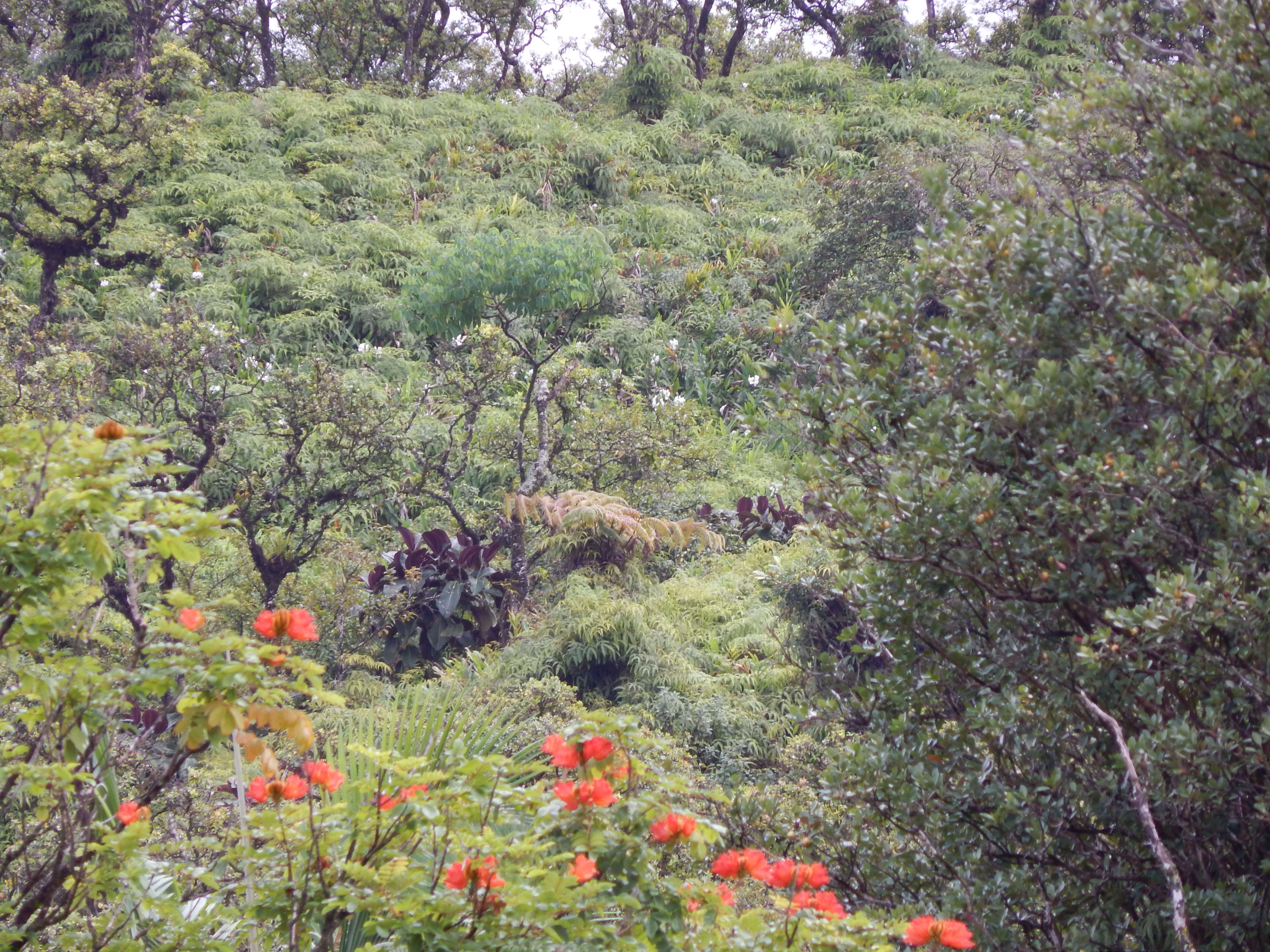 Image of velvet tree