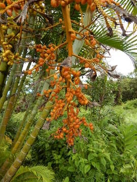 Sivun Dypsis lutescens (H. Wendl.) Beentje & J. Dransf. kuva