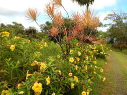 Image of golden trumpet