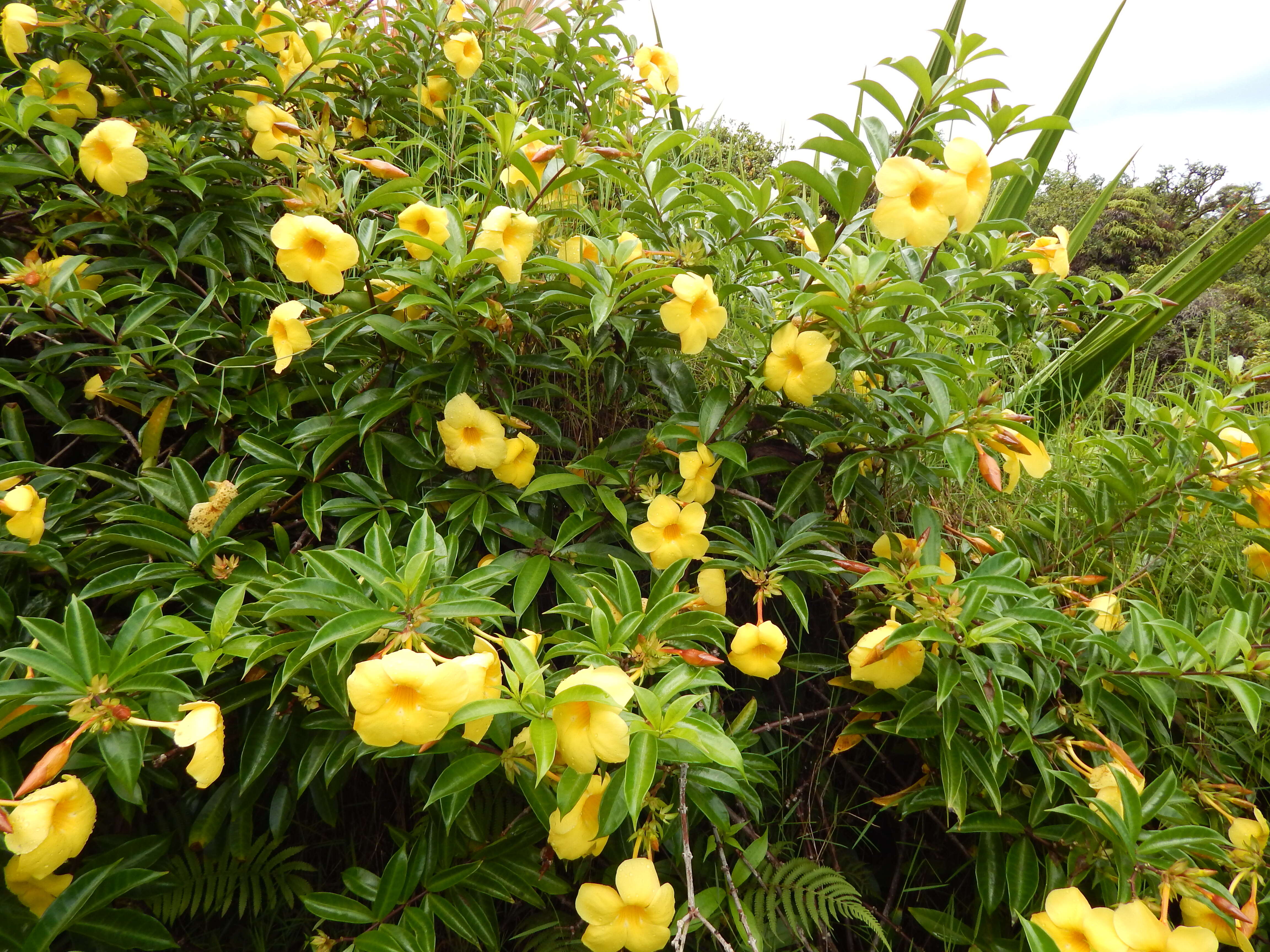 Image of golden trumpet