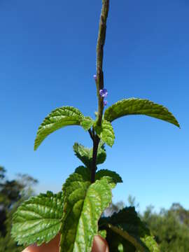 Image of cayenne porterweed