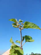 Imagem de Ageratum conyzoides L.