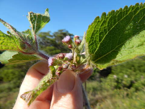 Imagem de Ageratum conyzoides L.