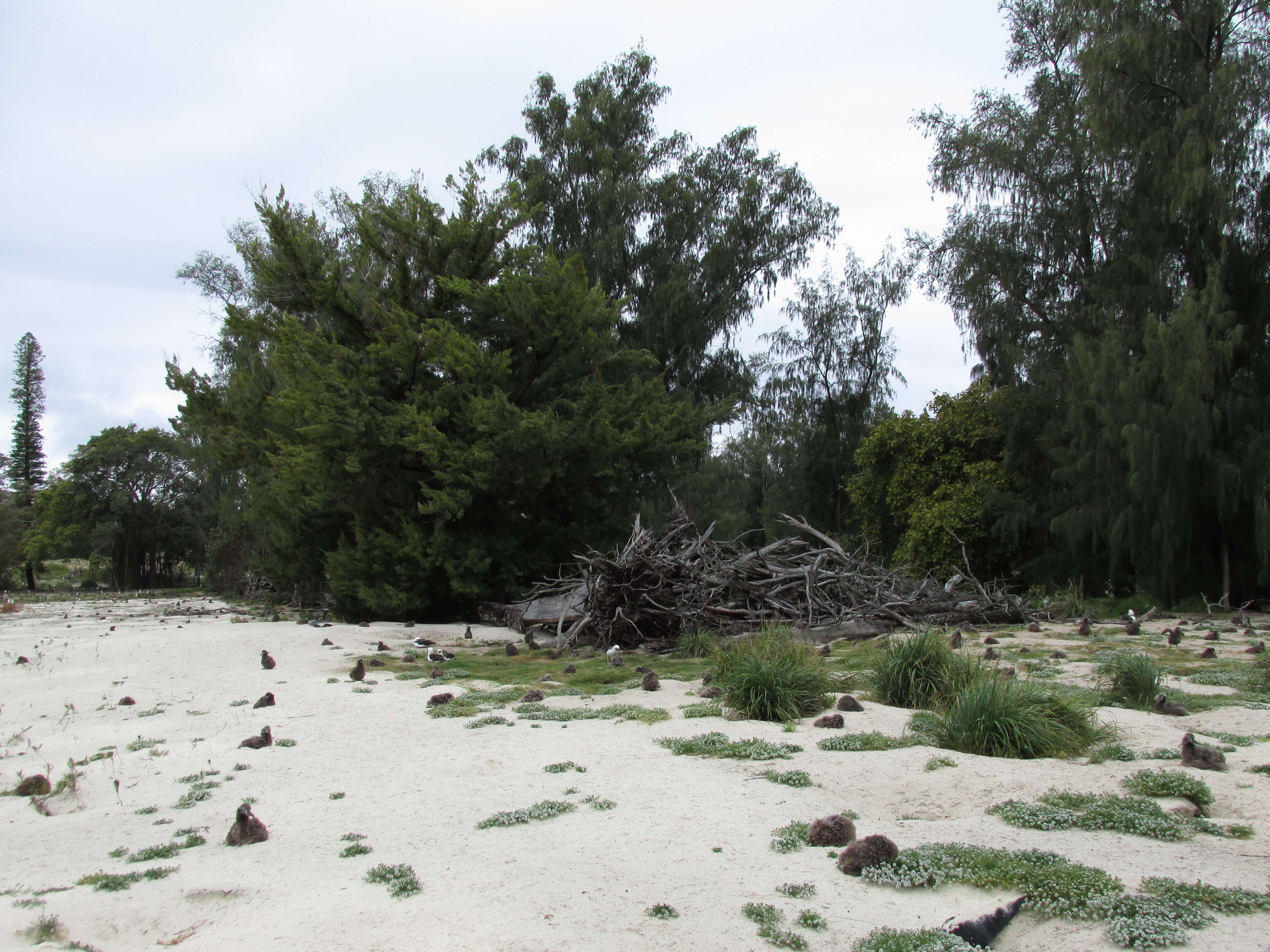 Juniperus bermudiana L. resmi