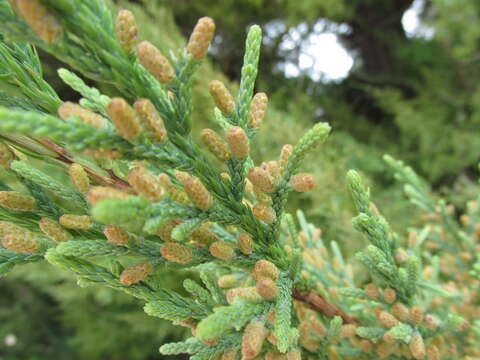 Image of Bermuda Cedar