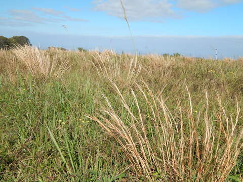 Image of Broomsedge Bluestem