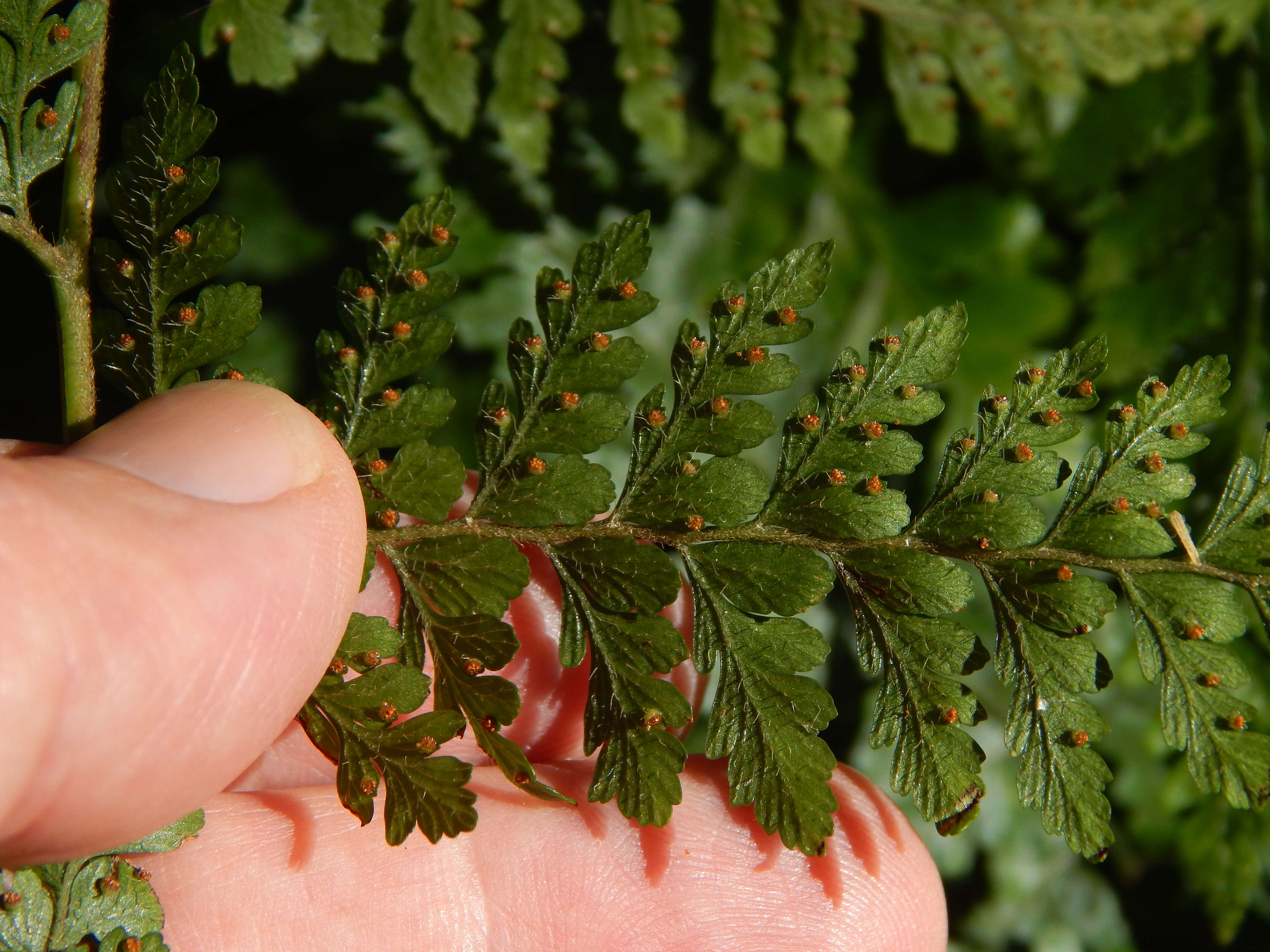 Microlepia strigosa (Thunb.) C. Presl resmi