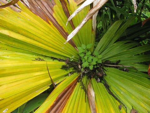 Image of fountain palm