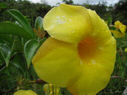 Image of bush allamanda